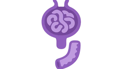 Urinary and Reproductive System Histology