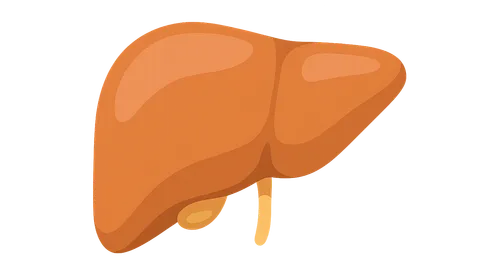 Liver Anatomy and Physiology