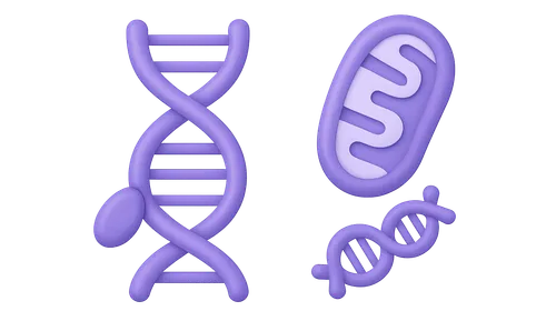 Y-STR and Mitochondrial DNA