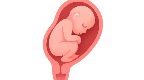 Physiology of parturition