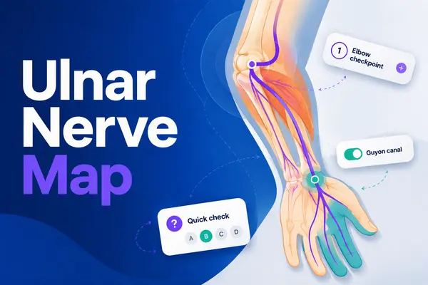 Preview of Ulnar Nerve Map