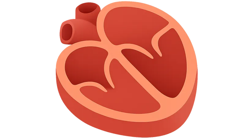 Cardiac cross-sections