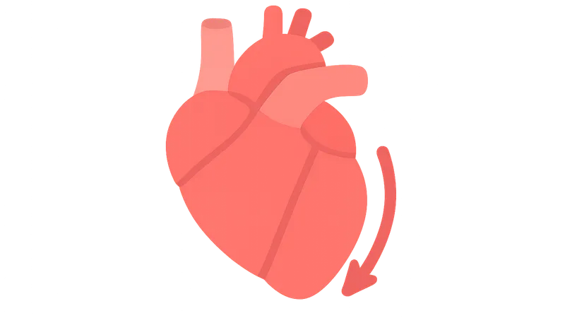 Contractility determinants