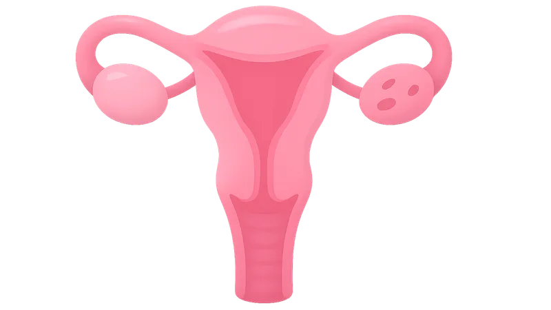 Female Sexual Response Cycle