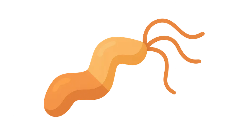 Campylobacter jejuni