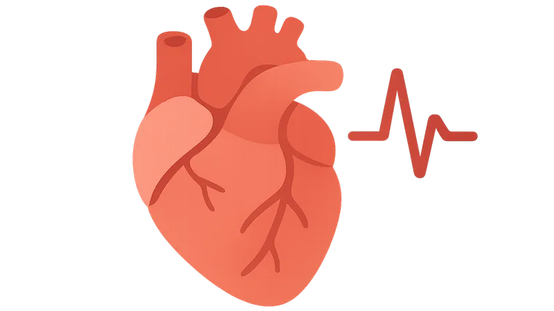 Effects of heart rate on cardiac cycle