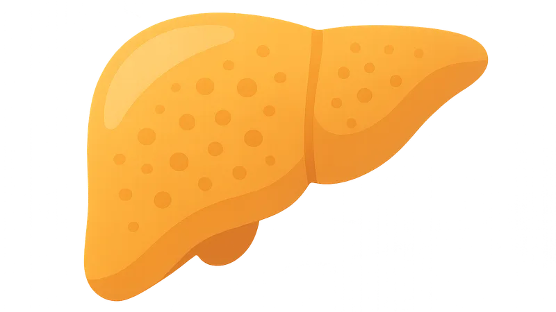 Chronic hepatitis B phases