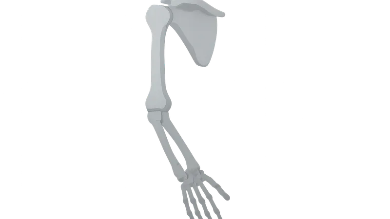 Bones and joints of upper limb