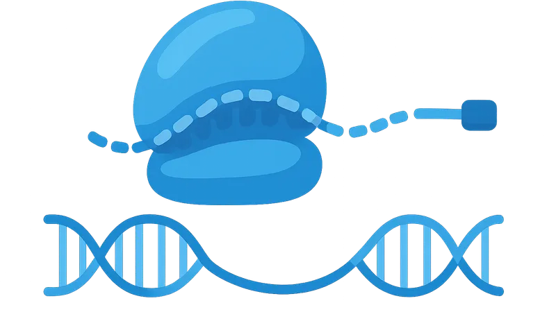 Elongation and termination of transcription