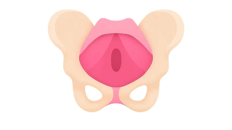 Pelvic floor muscles