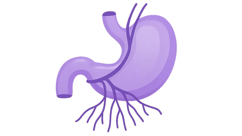 Innervation of Abdominal Viscera