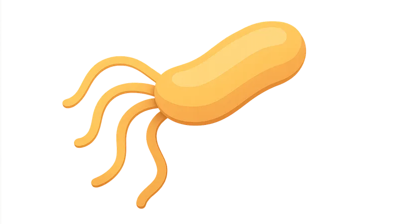 Helicobacter pylori