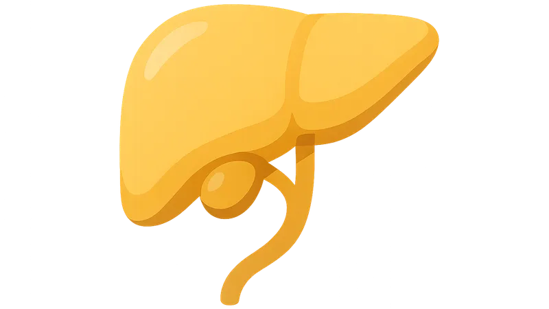 Bile production and secretion