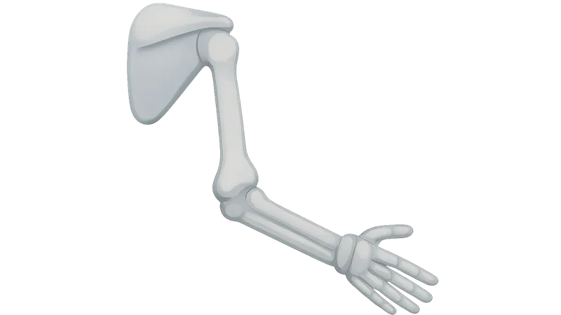 Joints of Upper Limb