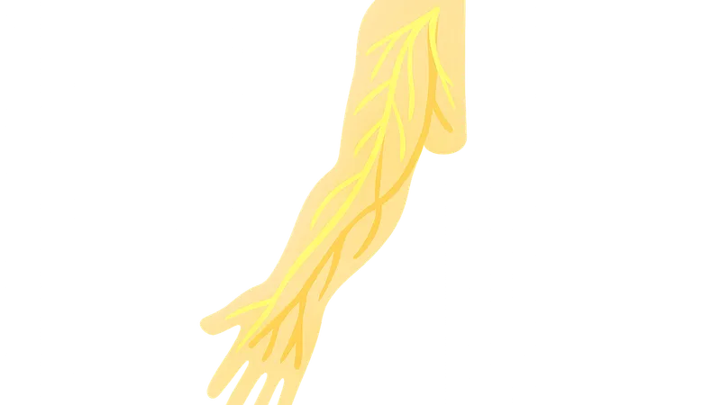 Nerves and blood supply of upper limb