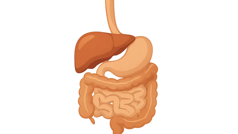 Digestive system overview