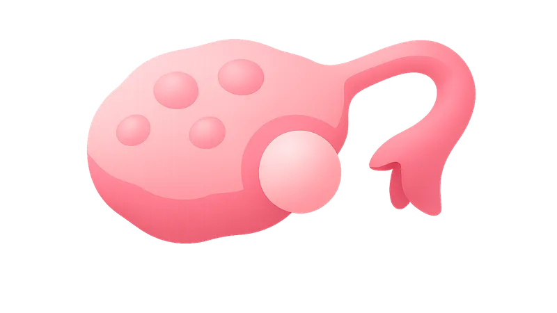 Ovulation physiology