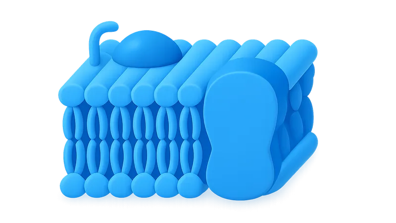 Cell Membrane Structure and Function
