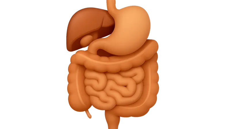 Functional Anatomy of Digestive System