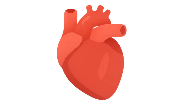Cardiovascular System