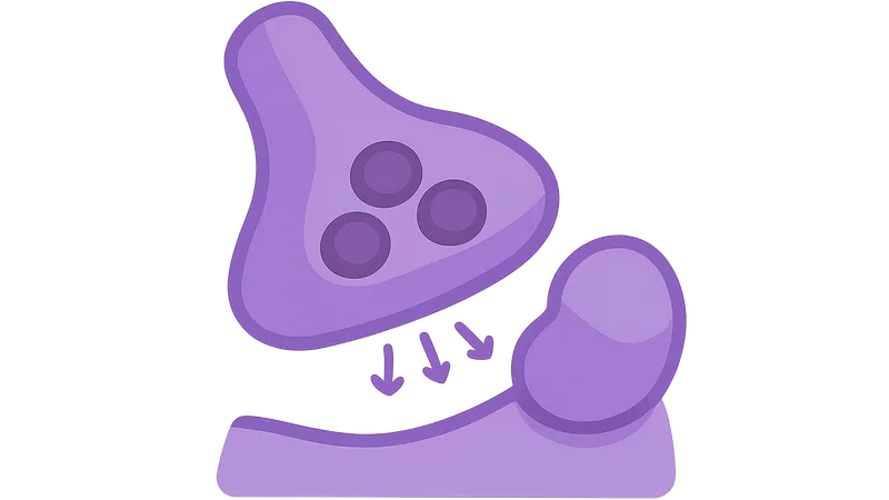 SV2A modulating antiepileptics