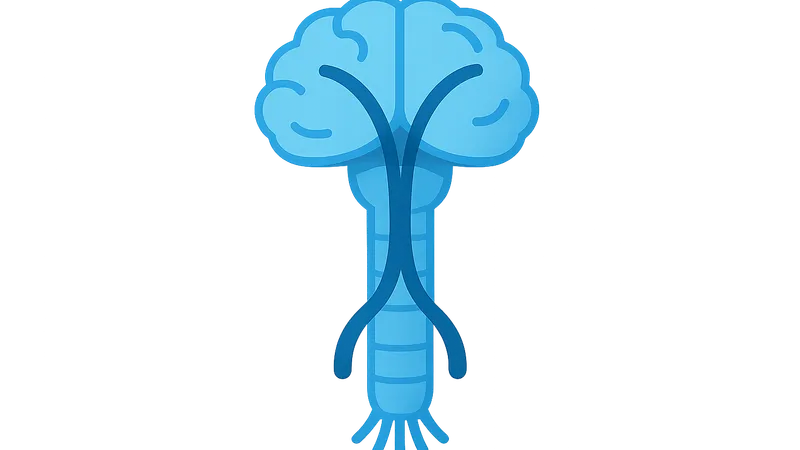 Corticospinal tracts