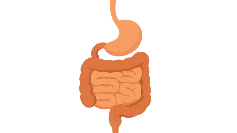 GI tract anatomy (esophagus to rectum)