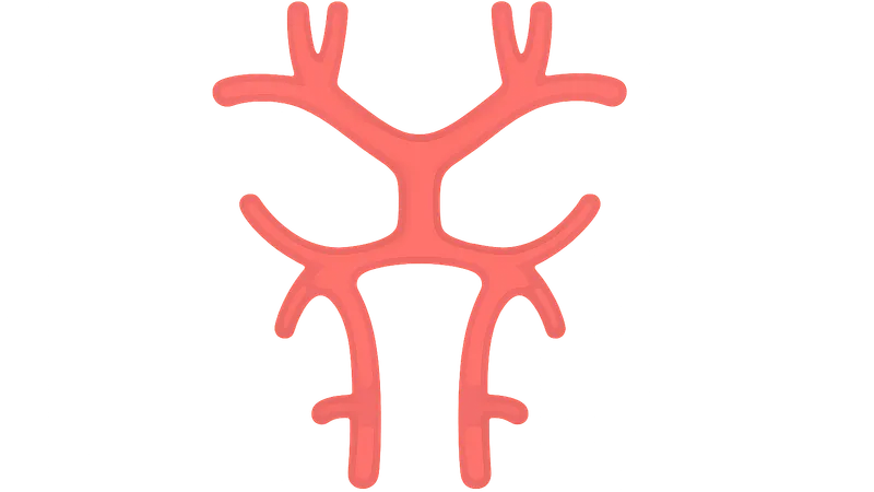 Internal carotid artery anatomy