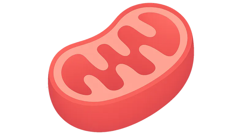 Shuttle Systems: Malate-Aspartate and Glycerol-Phosphate