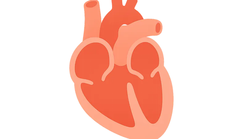 Ventricular septation