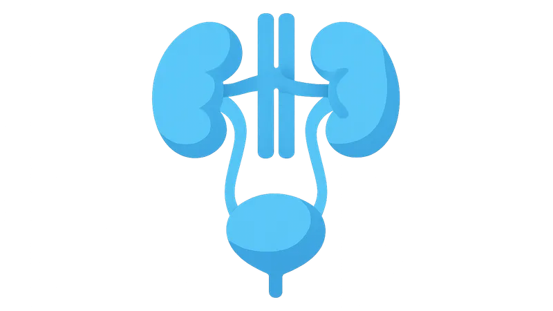 Functional Anatomy of Urinary System