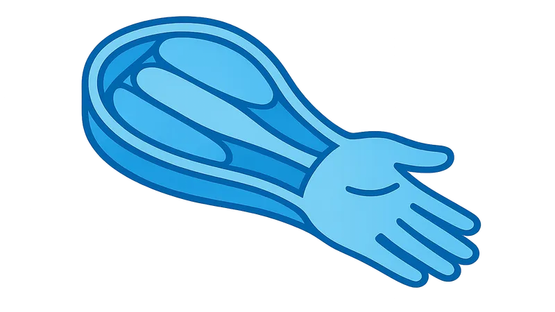 Upper limb fascial compartments