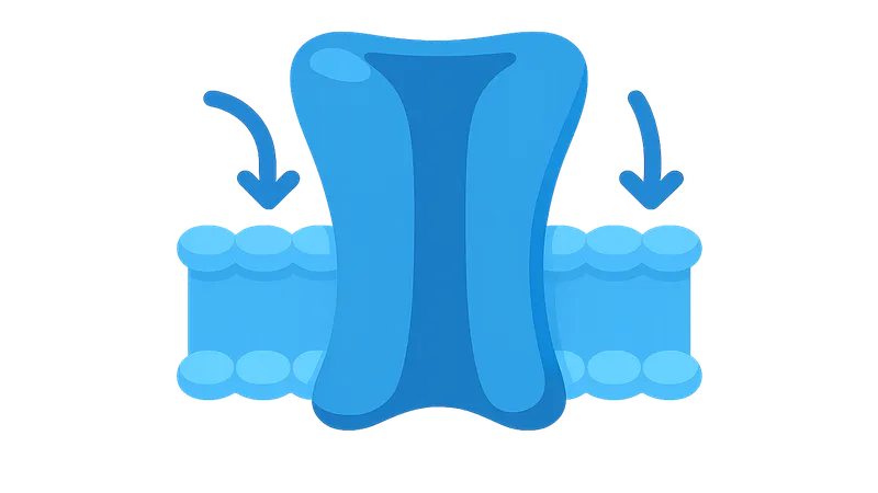 Ion Channels and Transporters