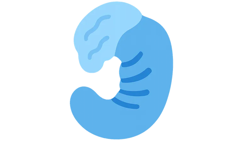 Neural crest contribution to pharyngeal arches
