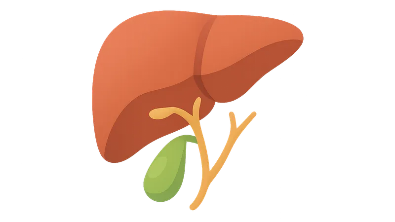 Liver, gallbladder and biliary tree