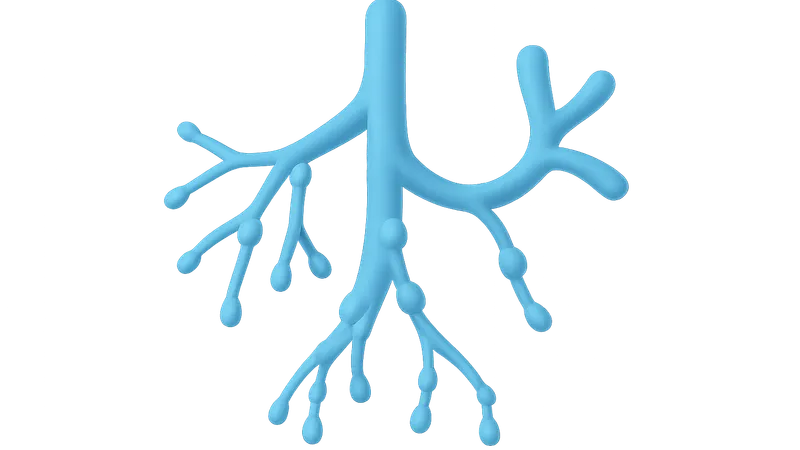 Thoracic duct and right lymphatic duct
