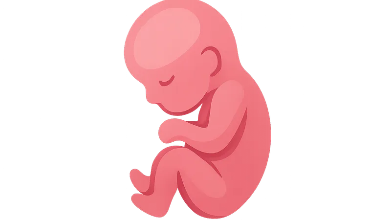 Prenatal Development