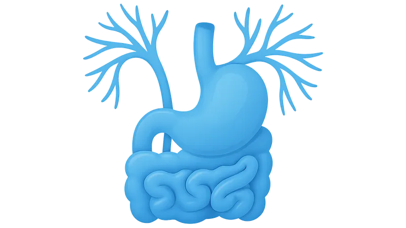 Autonomic innervation of abdominal organs