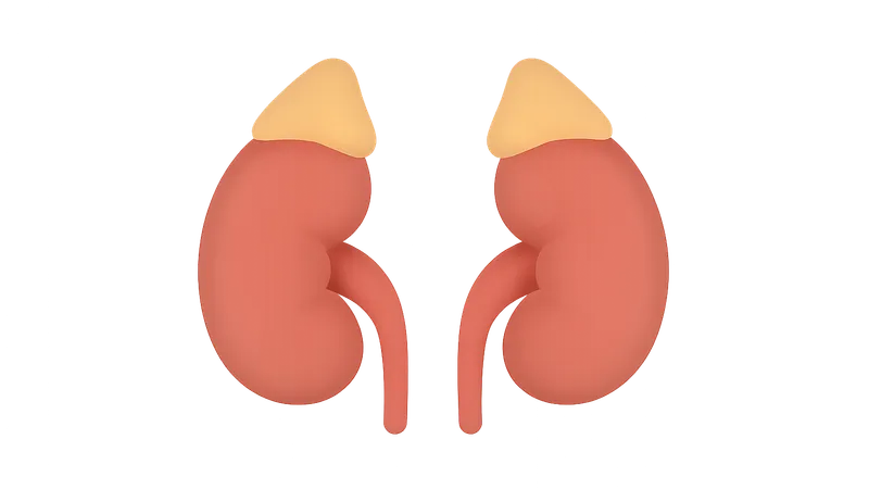 Kidneys and suprarenal glands