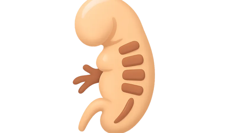 Somite formation and derivatives