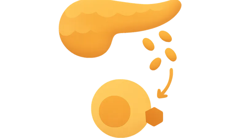 Insulin secretion and action