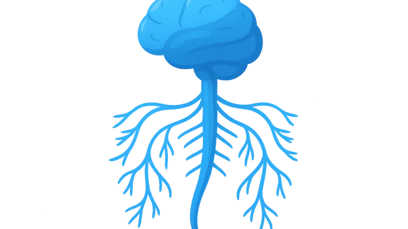 Autonomic Nervous System
