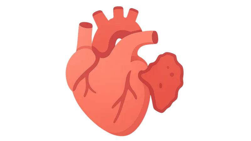 Cardiac Transplantation Pathology