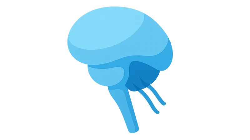 Respiratory centers in the brainstem