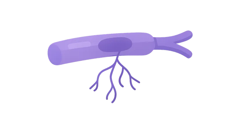 Peripheral Nerve Disorders