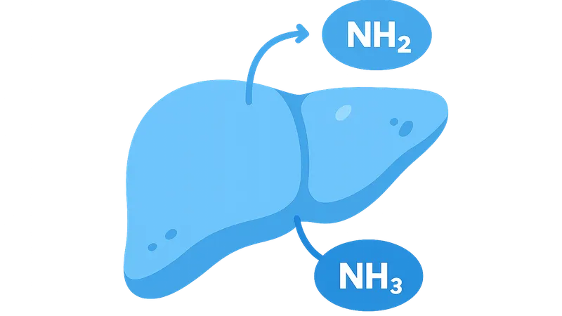 Nitrogen sources and transport forms