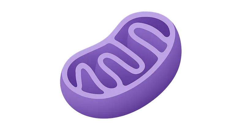 Mitochondrial Function