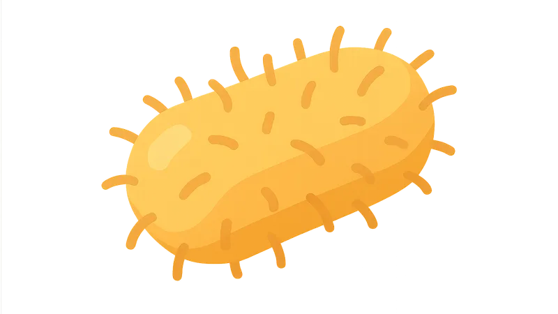 Haemophilus influenzae