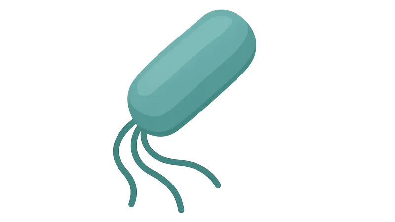 Pseudomonas aeruginosa