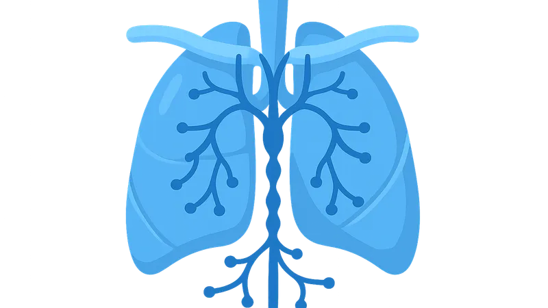 Thoracic Duct and Lymphatics